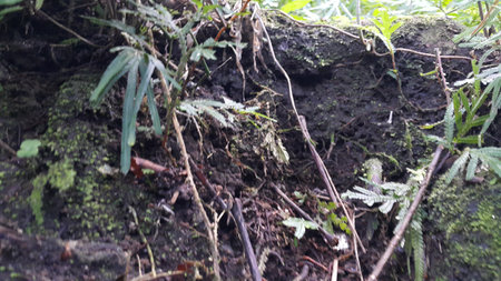 Green moss clings to a large tree. Photo taken in the forest.の写真素材