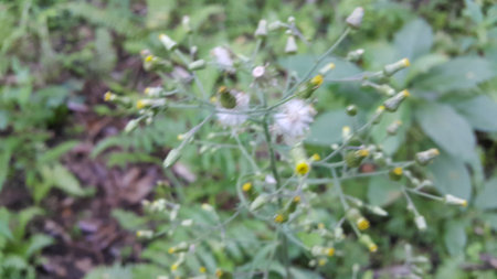 Many stemmed flowers that have not bloomed. Photo taken in the forest.の写真素材