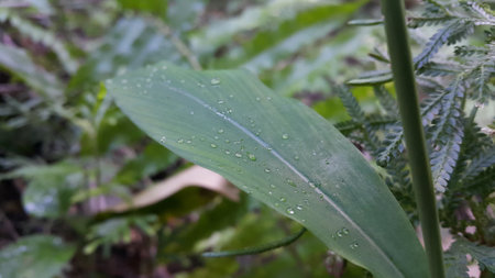 Photo of textured plant leaves. Photo taken in the forest.の写真素材