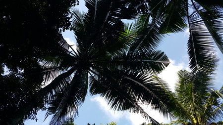 View of blue sky through treetops, spring background, low angle viewの写真素材