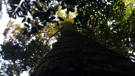 Large tree shot from below. Photo taken in the forest from a low angle.の写真素材