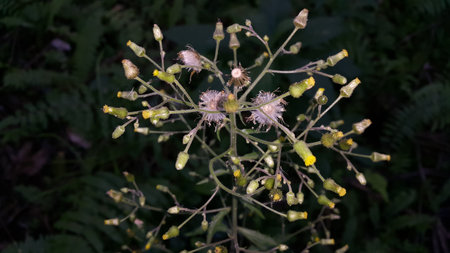 Many stemmed flowers that have not bloomed. Photo taken in the forest.の写真素材