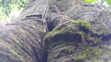 Green moss clings to a large tree. Photo taken in the forest.の写真素材