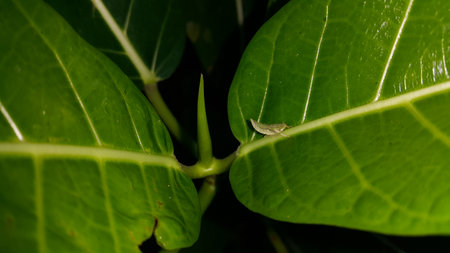 Small animals on plant leaves. Photo taken in the forest.の写真素材