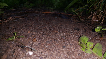 Natural photos. Photo taken in the forest.の写真素材