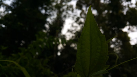 Natural photos. Photo taken in the forest.の写真素材