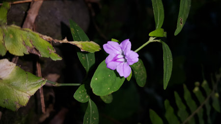 Purple flower photo. Photo taken in the forestの写真素材