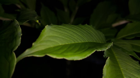 Beautiful textured plant leaves background. Photo taken in the forest.の写真素材