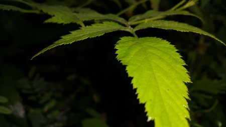 Beautiful textured plant leaves background. Photo taken in the forest.の写真素材