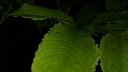 Beautiful textured plant leaves background. Photo taken in the forest.の写真素材
