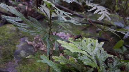 Photo of a fly perched on a leaf. Photo taken in the forest.の写真素材