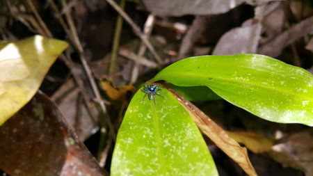 Tiny spider's photo. Photo taken in the forest.の写真素材