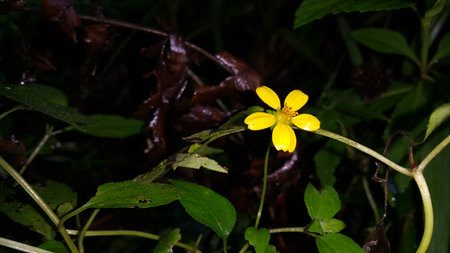 Yellow flower photo. Photo taken on the mountain.の写真素材