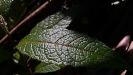 Beautiful textured plant leaves background. Photo taken in the forest.の写真素材