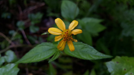 Yellow flower photo. Photo taken on the mountain.の写真素材