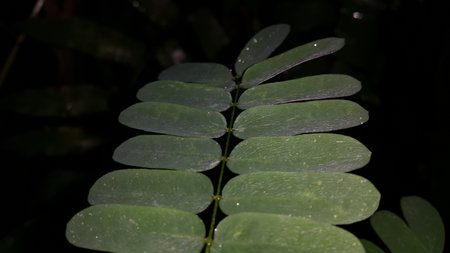 Beautiful textured plant leaves background. Photo taken in the forest.の写真素材