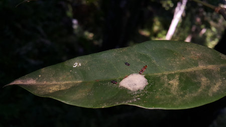 Photo of a small animal eating on a leaf. photo taken in the forest.の写真素材