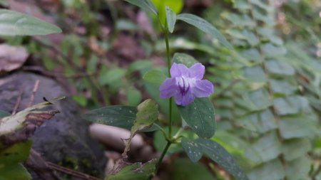 Purple flower photo. Photo taken in the forestの写真素材