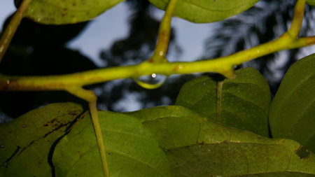 Natural photos. Photo taken in the forest.の写真素材