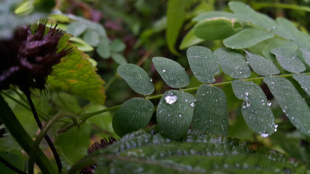 Beautiful textured plant leaves background. Photo taken in the forest.の写真素材
