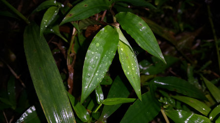 Natural photos. Photo taken in the forest.の写真素材