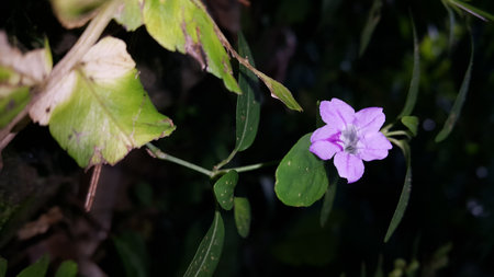 Purple flower photo. Photo taken in the forestの写真素材