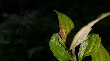 Very beautiful plant leaf wallpaper. Forest plant leaves background.