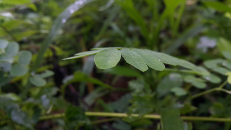 Very beautiful plant leaf wallpaper. Forest plant leaves background.の写真素材
