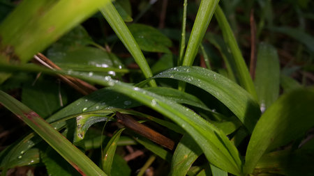 Photos of plant leaves taken in the forest.の写真素材