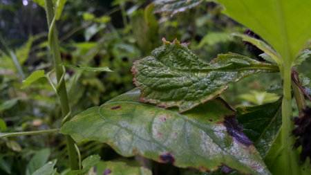 Photos of plant leaves taken in the forest.の写真素材
