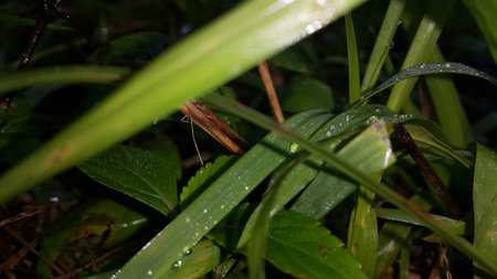 Photos of plant leaves taken in the forest.の写真素材