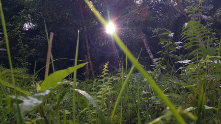 Morning sun light background through trees low angle view. Photo taken on the mountain.の写真素材