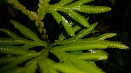 Very beautiful plant leaf wallpaper. Forest plant leaves background.の写真素材