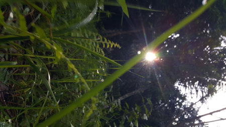 Morning sun light background through trees low angle view. Photo taken on the mountain.の写真素材