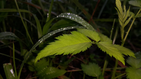 Very beautiful plant leaf wallpaper. Forest plant leaves background.の写真素材