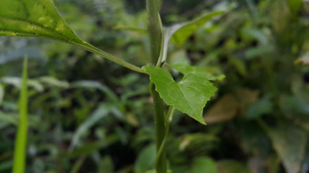 Photos of plant leaves taken in the forest.の写真素材