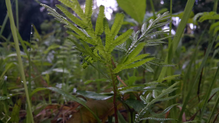Photos of plant leaves taken in the forest.の写真素材