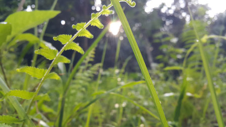 Morning sun light background through trees low angle view. Photo taken on the mountain.の写真素材
