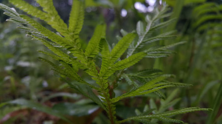 Photos of plant leaves taken in the forest.の写真素材