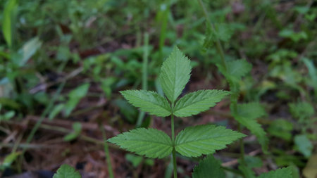 Very beautiful plant leaf wallpaper. Forest plant leaves background.の写真素材