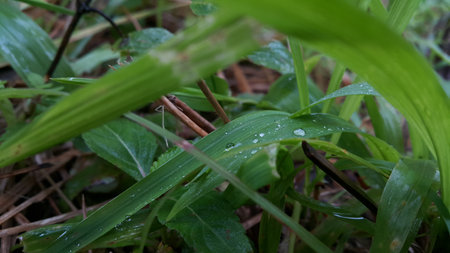Photos of plant leaves taken in the forest.の写真素材