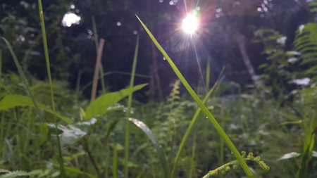 Morning sun light background through trees low angle view. Photo taken on the mountain.の写真素材