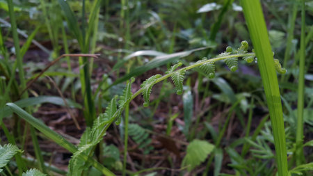 Very beautiful plant leaf wallpaper. Forest plant leaves background.の写真素材