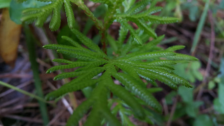 Photos of plant leaves taken in the forest.の写真素材