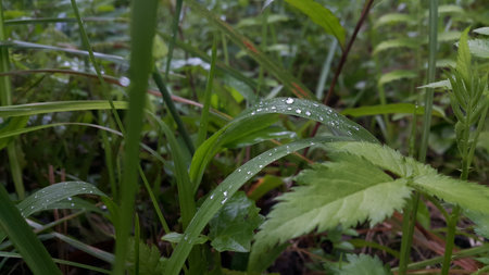 Photos of plant leaves taken in the forest.の写真素材