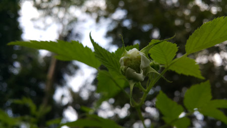 Beautiful Close-up of a Rubus Rosifolius flower not yet in bloom. The flower background is taken in the forest.の写真素材