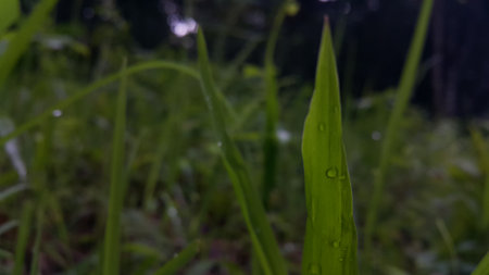 Background image of dew on grass leaves after rain. Photo taken in the mountains.の写真素材