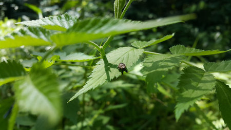 Black marmorated stink bug, Halyomorpha halys, an invasive insect pest. Photo taken in the forest.の写真素材