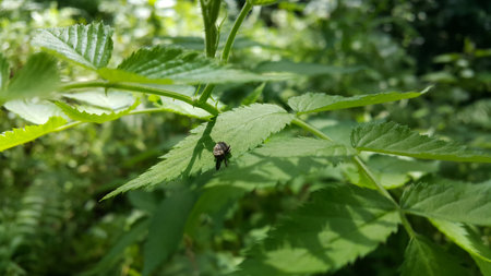 Black marmorated stink bug, Halyomorpha halys, an invasive insect pest. Photo taken in the forest.の写真素材