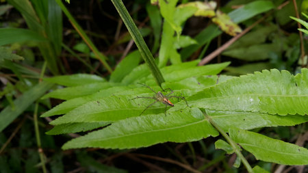 Jumping spiders perch on plant leaves. Photo taken in the forest.の写真素材